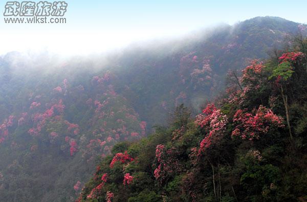 驢行線路——去黃柏凼看杜鵑