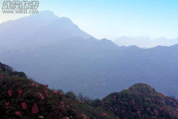 驢行線路——去黃柏凼看杜鵑