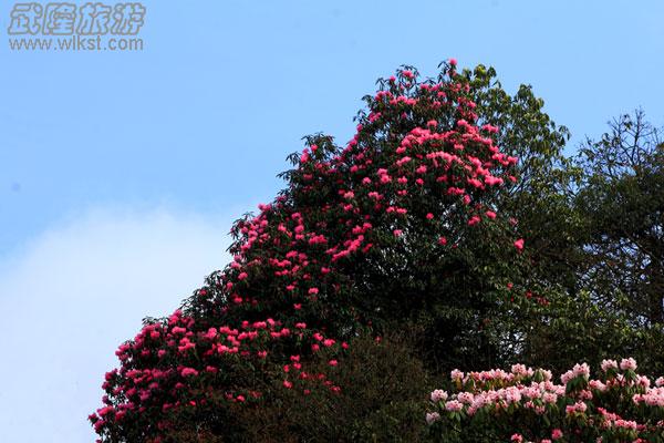 驢行線路——去黃柏凼看杜鵑