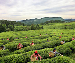 白馬山采茶