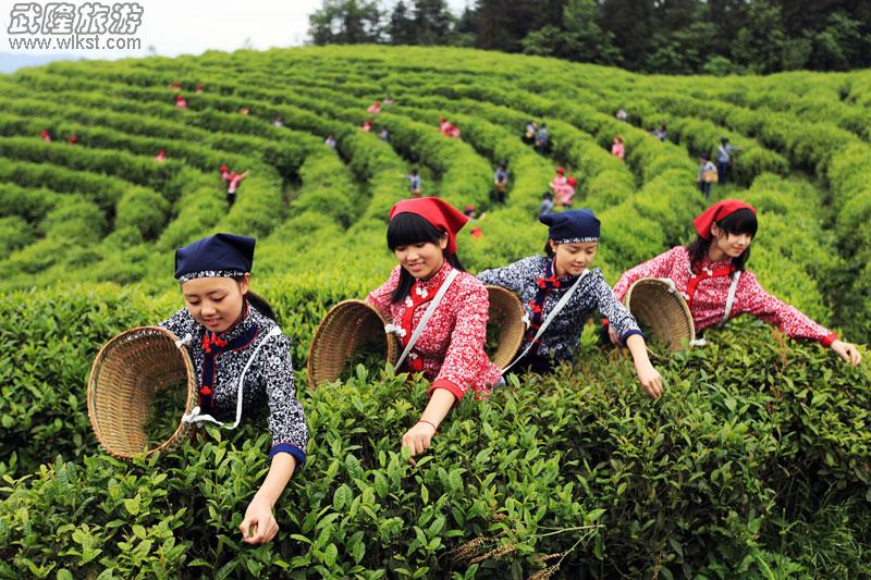 白馬山采茶為武隆旅游添新意