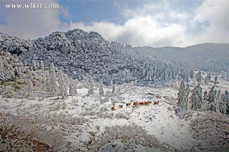 在雪中，馬兒體驗(yàn)著自由的存在和生命對(duì)抗中的質(zhì)感  仙女山