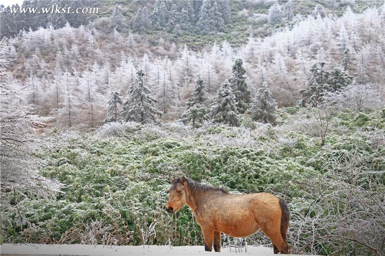 武隆仙女山：雪地奔馬 壯哉！美哉！