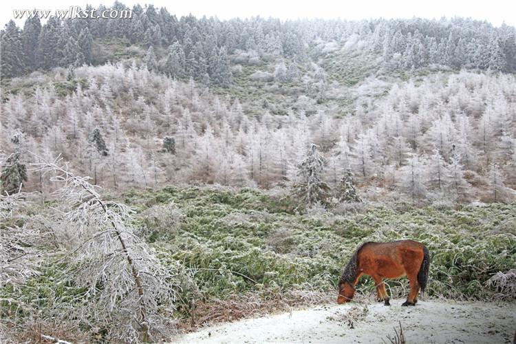 武隆仙女山：雪地奔馬 壯哉！美哉！