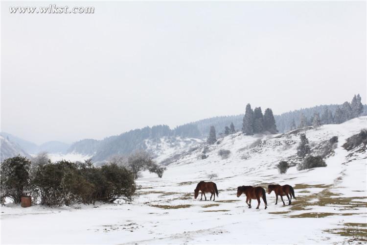 武隆仙女山：雪地奔馬 壯哉！美哉！