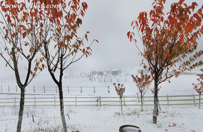 武隆仙女山再降大雪 積雪期即將到來