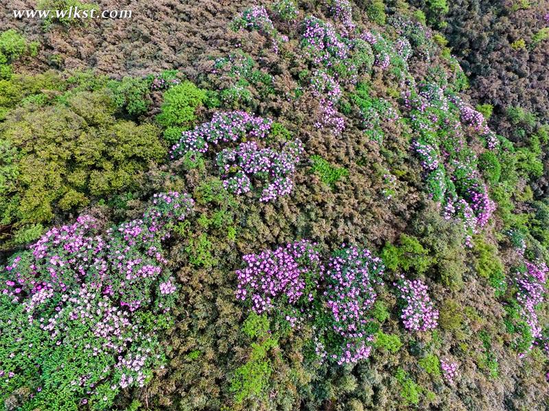 杜鵑花海