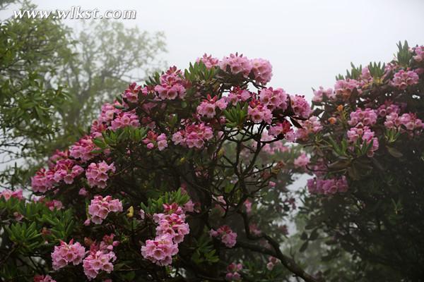 花團(tuán)錦簇的杜鵑花