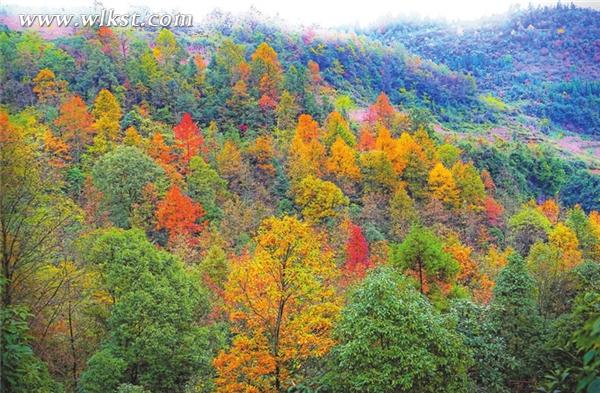 仙女山紅葉