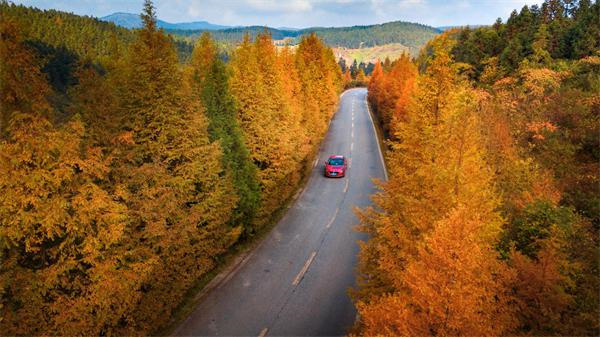 秋天的仙女山美麗公路