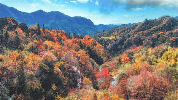 層林盡染的仙女山森林