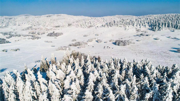 仙女山雪景