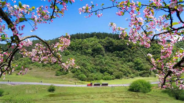 在最美公路上行駛的小火車