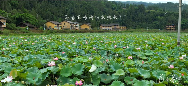 山水茶境點